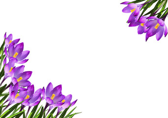 Purple crocus flowers and leaves in a spring corner arrangements isolated on white or transparent background