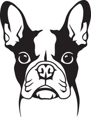 lovely boston terrier dog