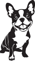 smiling boston terrier dog