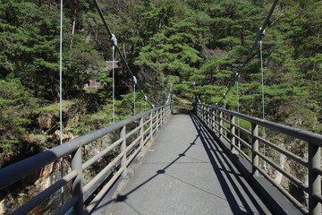 Fototapeta premium bridge in the forest