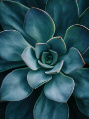 Close Up of Lush Green Succulent Plant Against Dark Background in Natural Lighting