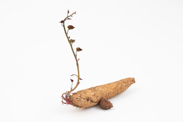 Sweet potato plants that grow from the tubers to be planted. The sweet potato sprouts are purple.