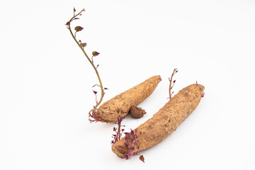 sweet potato plants that grow from the tubers to be planted. The sweet potato sprouts are purple. Sweet​ potato​ on​ white​background.