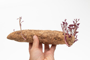 Hand​ of​ man​ pick up​ Sweet potato plants to​ show on​ white background​ sweet​...