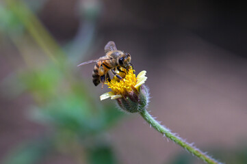 bee on flower