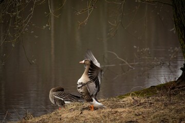 White fronted goose (anser albifrons flavirostris)