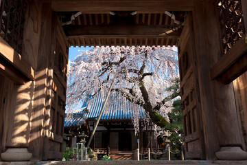 お寺の門の向こうに枝垂れ桜。
日本の春の風物詩。 - obrazy, fototapety, plakaty