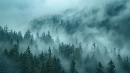    A forest filled with trees covered in fog and smoky in haze © Olga