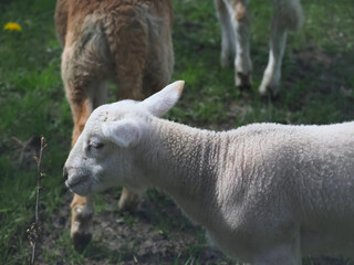 Naklejka na ściany i meble Flock of sheep with lambs in a pasture