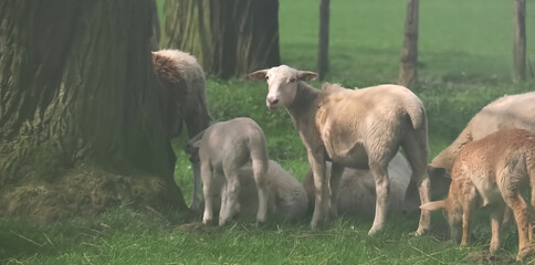 Flock of sheep with lambs in a pasture
