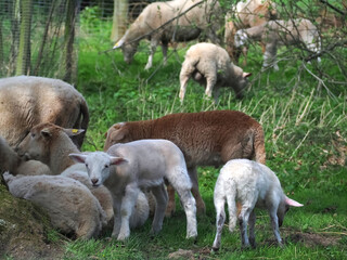 Naklejka na ściany i meble Flock of sheep with lambs in a pasture
