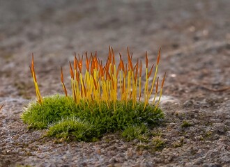 Purple Moss (Ceratodon purpureus), moss sporophyte on stones in spring