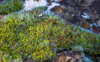 Grey-cushioned Grimmia (Grimmia pulvinata), green moss with young sporophytes on stones in spring