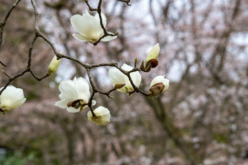 樹木公園のハクモクレン