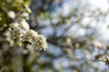 Beautiful plum fruit flowers at a bright sunny spring day, space for text.