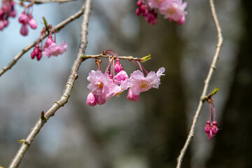 樹木公園の八重紅枝垂