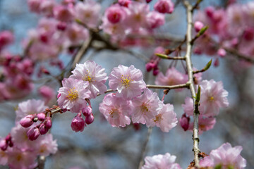 樹木公園の八重紅枝垂
