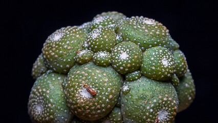 Blossfeldia liliputana - a plant grafted onto Cereus with numerous shoots in the collection