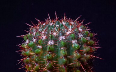 Notocactus (Parodia) sp. - round cactus with red spines in the botanical collection