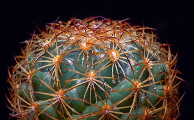 Coryphantha sp. - round spiny cactus in botanical collection
