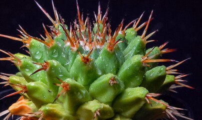 Mammillaria magnimamma - spiny cactus with large papillae in a botanical collection