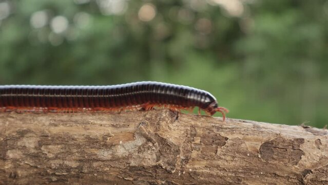 Giant milipede crawling on tree branch
