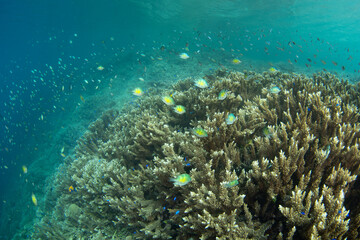 Fototapeta na wymiar Corals and fish thrive on a shallow, biodiverse reef in Raja Ampat, Indonesia. This tropical region is known as the heart of the Coral Triangle due to its incredible marine biodiversity.