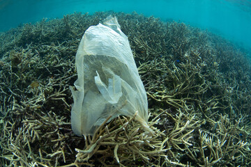 A discarded plastic bag is caught on a coral reef in Raja Ampat, Indonesia. Plastic is a major environmental problem and microplastics are now found ubiquitously in reef ecosystems.