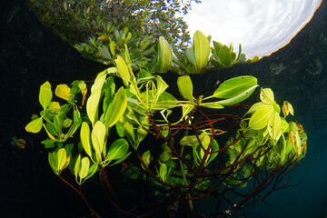 High tide submerges mangrove leaves in Raja Ampat, Indonesia. This tropical region is known as the heart of the Coral Triangle due to its incredible marine biodiversity.