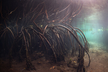 Mangrove prop roots reach into the shallows near an island in Raja Ampat, Indonesia. This tropical...