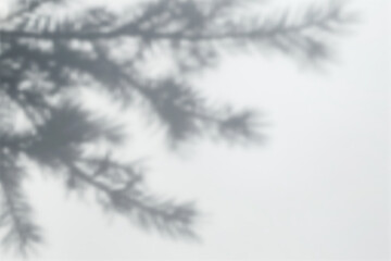 Blurry Pine tree branches