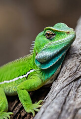Naklejka na ściany i meble Photo of large green lizard. Iguana generated by artificial intelligence. Fantasy animals, new species, colorful exotic animals, bright colors, reptiles, alert eyes, scales, dinosaurs.