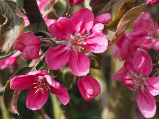 Obraz premium Pink flowers of crabapple or ornamental apple trees