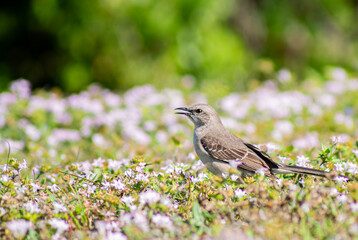  fauna, birds, animals, garden, spring, turdus philomelos