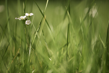 Flower / Grass