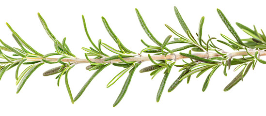 A closeup of an isolated rosemary sprig, with its green leaves and delicate structure highlighted against the white background