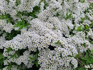 White small flowers blooming in the park Germany