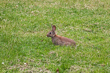 Naklejka na ściany i meble A rabbit (Oryctolagus cuniculus) sitting in a grassy field in the south of England