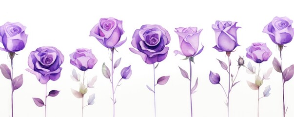 Purple roses watercolor clipart on white background, defined edges floral flower pattern background with copy space for design text or photo backdrop minimalistic  - obrazy, fototapety, plakaty