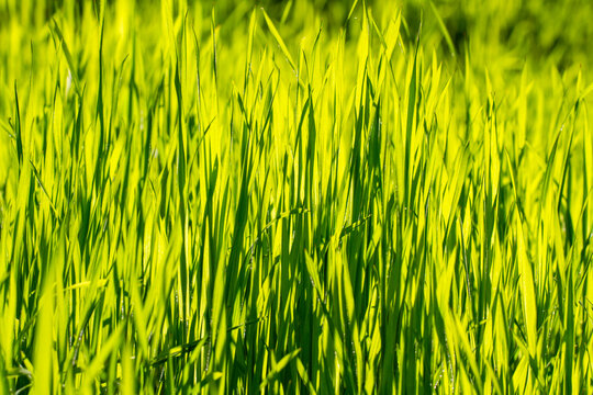 Green grass . Nature concept for design.  Bright natural bokeh. Sunny morning. Small depth of field. Abstract nature background . Concept for design or For add text .  Close Up.