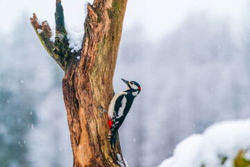 Great spotted woodpecker (Dendrocopos major) in Bialowieza forest, Poland