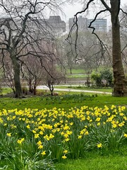 Beautful daffodil flowers blooming on a rainy, gloomy, London afternoon. A walk through Hyde Park, London UK