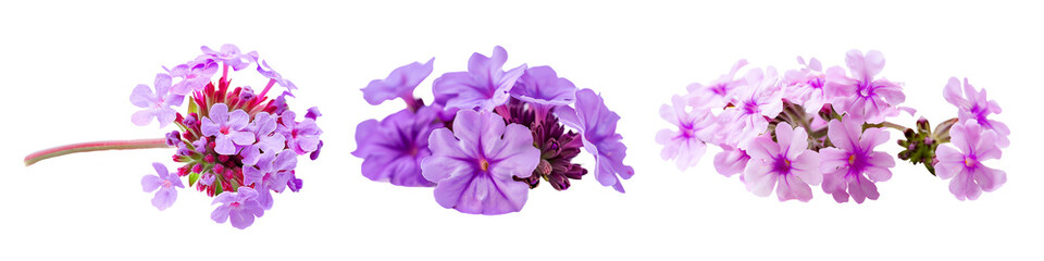 Set of purple flowers isolated on white background