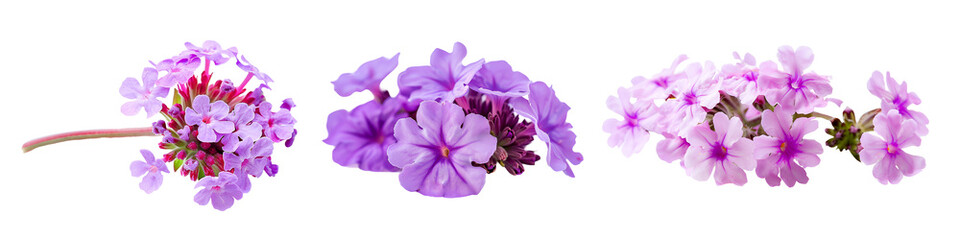 Obraz premium Set of purple flowers isolated on white background