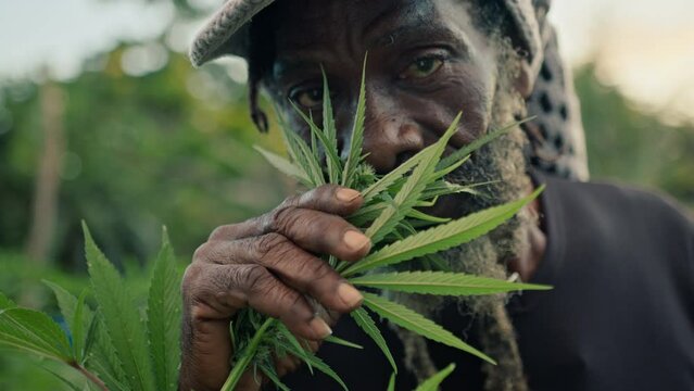Man smelling and checking cannabis