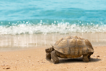 Tortoise walking along a sandy beach near the sea; side view of a tortoise on a sandy beach with...