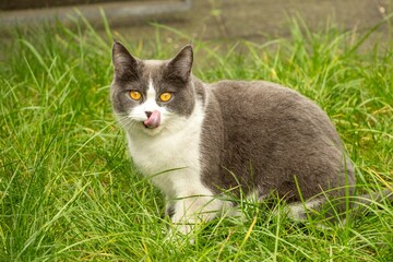 Cat clicks its tongue in the meadow
