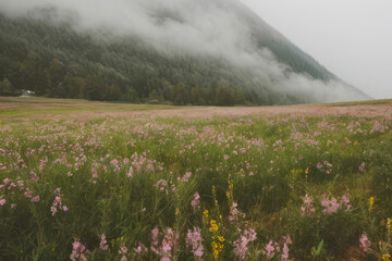 A vibrant meadow filled with wildflowers basks in the summer sun, with wispy fog clinging to the base of majestic mountains in the distance