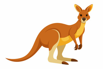  kangaroo vector illustration 