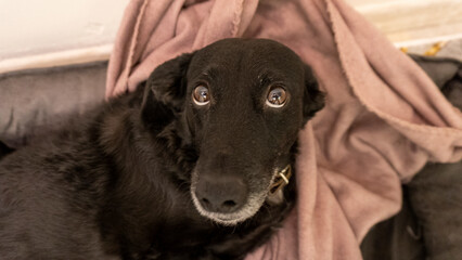 sad eyes of a black dog